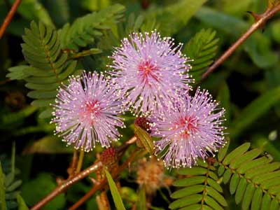��ľҲ���� �������߲�(Minmosa Pudica Linn.)