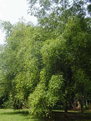 ɱ Ҷ(Ficus benjamina Linn.)