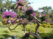 йշ Ҷӻ(Bougainvillea spectabilis Willd)