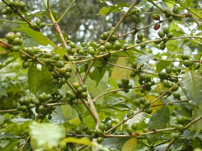��������֮�� ��������(Xoffea arabica Linn)