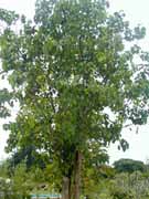 ʥ (Ficus religiosa Linn)
