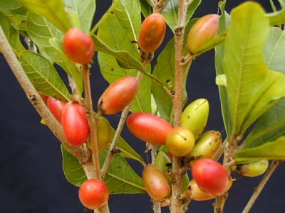 漣֮ ع(Synsepalum dulcificum Denill)