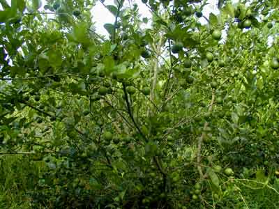 药饮俱佳 ——柠檬(Citrus limon(Linn.)Burm. f.)