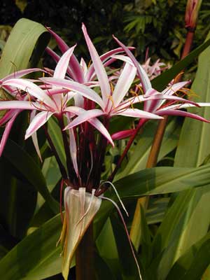 �������� ����������(Crinum asiaticum)