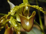  ī(Cymbidium sinensis (Andr.) Wild)