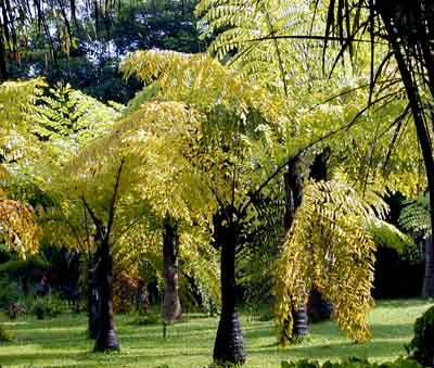 ��ζ�ɿڵ�����¶ ��������(Caryota urens Linn)