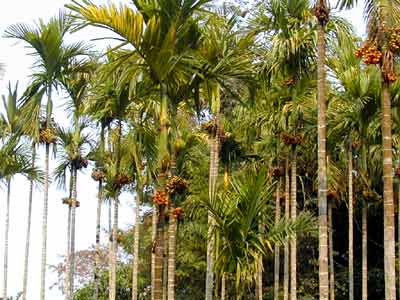 θݵҩ˵Ĺ (Areca catechu Linn)