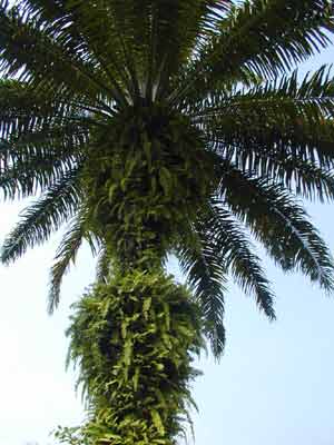 ����ֲ������ ��������(Elaeis guineensis Jacg)