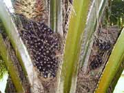 ����ֲ������ ��������(Elaeis guineensis Jacg)