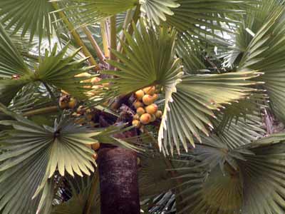 ����һ���������ǲ��ó� ��������(Borassus flabellifera Linn)