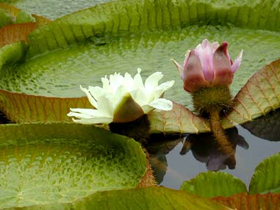 ҶС (Victoria amazonica (Popp.) Sowerby.)