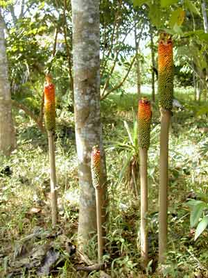 ħɫʳƷ ħ(Amorphophallus konjac C.Koch)