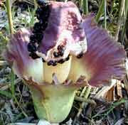 ħɫʳƷ ħ(Amorphophallus konjac C.Koch)