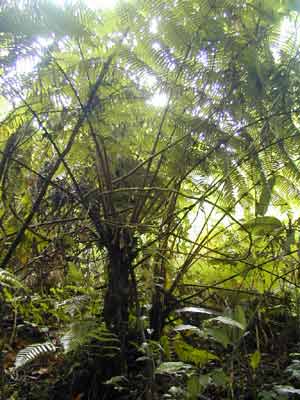 ާֲ֮ (Alsophila spinulosa (Wall. Ex. Hook.)Tryon)