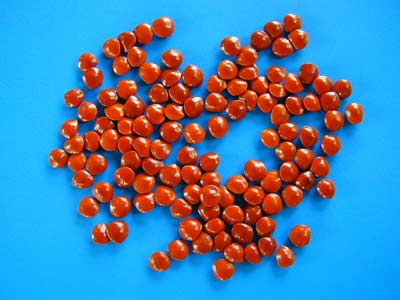 ��������˼ �������춹(Adenanthera pavonia)