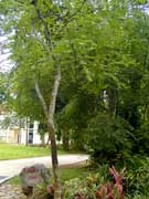 ��������˼ �������춹(Adenanthera pavonia)