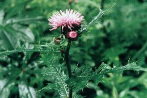 ��(�󼻡�С��)