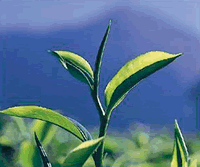 ��������ɽ����Ĺ���������