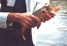 ��������Ѫ�ܲ�Σ��//