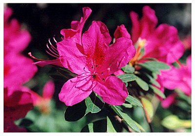 �ž黨// Rhododendron Spp./ ����:/ 