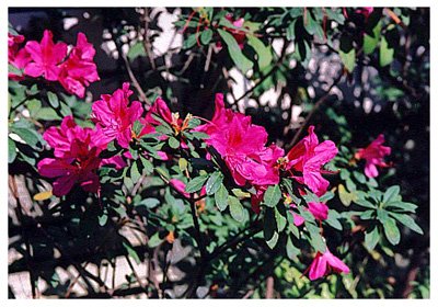 �ž黨// Rhododendron Spp./ ����:/ 
