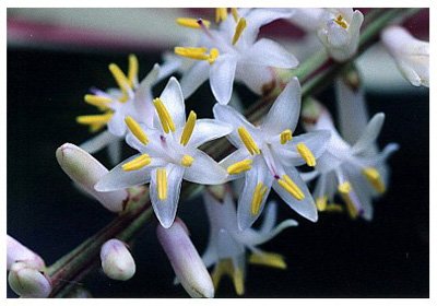 �콹// Cordyline fruticosa(L.)Goepp.cv."Ferrea"/ ����:/ ��ǧ��ľ����������/ 