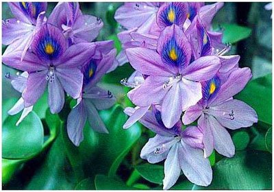 ������// Eichhornia crassipes Solms-Lanb/ ����:/ ����������ˮƼ��������/ 