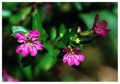 ϸҶѩ�ѻ�// Cuphea hyssopifolia/ ����:/ 