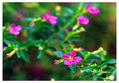 ϸҶѩ�ѻ�// Cuphea hyssopifolia/ ����:/ 