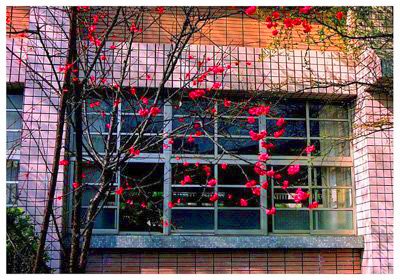 糺�ӣ// Prunus campanulata/ ����:/ ɽӣ��/ 