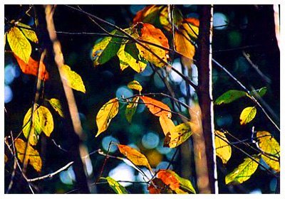 糺�ӣ// Prunus campanulata/ ����:/ ɽӣ��/ 