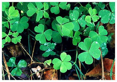 ������// Oxalis corniculata L./ ����:/ ����ݡ�ɽ���ᡣ/ 
