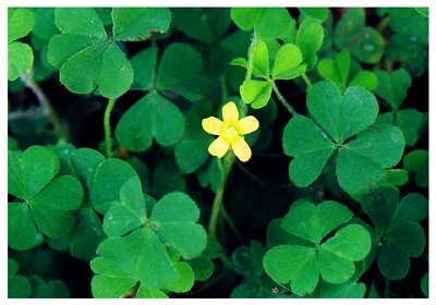 ������// Oxalis corniculata L./ ����:/ ����ݡ�ɽ���ᡣ/ 