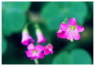 ������// Oxalis corniculata L./ ����:/ ����ݡ�ɽ���ᡣ/ 