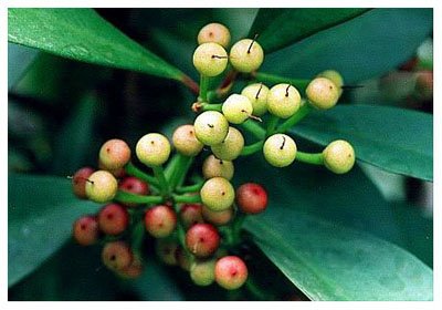 ������// Ardisia squamulosa Presi./ ����:/ �Ͻ�ţ/ 