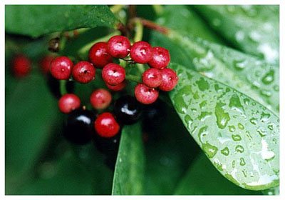 ������// Ardisia squamulosa Presi./ ����:/ �Ͻ�ţ/ 