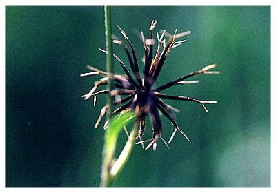 大花咸丰草// Bidens pilosa L.var.radiata S.Bipontinus/ 别名:/ 大白花鬼针、大白花婆婆草/