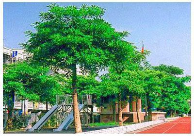 �ڰ���// Alstonia scholaris (L.) R. Br./ ����:/ ��Ƥľ����ľ/ 