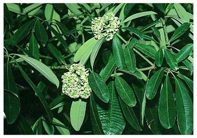 �ڰ���// Alstonia scholaris (L.) R. Br./ ����:/ ��Ƥľ����ľ/ 