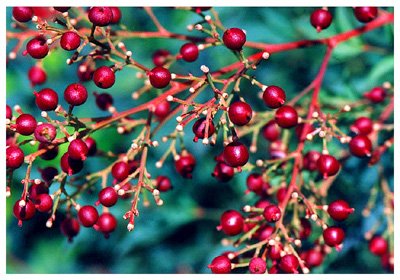 ������// Nandina domestica Thunb./ ����:/ ���������ӡ������ӡ�/ 