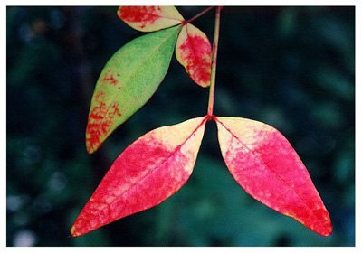 ������// Nandina domestica Thunb./ ����:/ ���������ӡ������ӡ�/ 