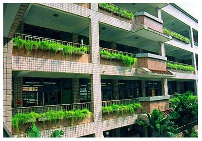 ����// Asparagus densiflorus/ ����:/ ���Ŷ�/ 