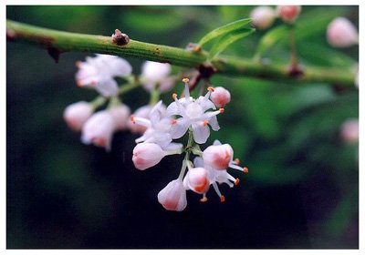 ����// Asparagus densiflorus/ ����:/ ���Ŷ�/ 