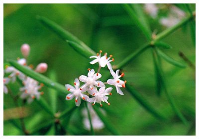 ����// Asparagus densiflorus/ ����:/ ���Ŷ�/ 