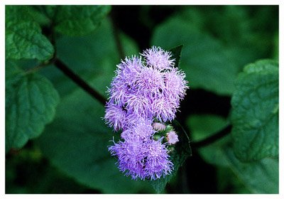 �ϻ�޽�㼻// Ageratum houstonianum Mill/ ����:/ �ϻ�ë���㡢ī��������/ 