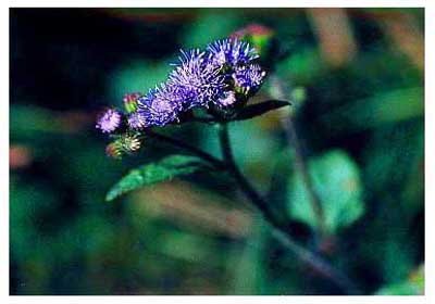 �ϻ�޽�㼻// Ageratum houstonianum Mill/ ����:/ �ϻ�ë���㡢ī��������/ 