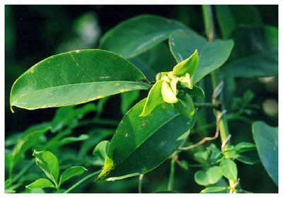 ݺצ��// Artabotrys odoratissmua R.Br./ ����:/ ��צ����ݺצ��ݺצ��/ 