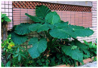 ������// Alocasia macrorrhiza(L.)Schott&Endl./ ����:/ ɽ�󡢹��������������/ 