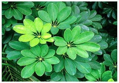 ������// Schefflera arboricola Hayata/ ����:/ �����㡢�ű��š������Y/ 