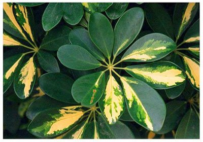 ������// Schefflera arboricola Hayata/ ����:/ �����㡢�ű��š������Y/ 